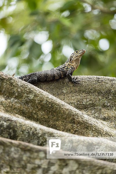 Common iguana. Costa Rica.