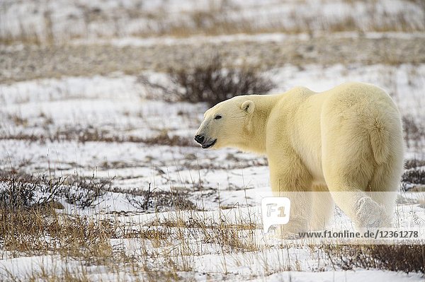 Polar Bear (Ursus maritimus) Wandering Hudson Bay coast waiting for sea ice  Wapusk NP  Cape Churchill  Manitoba  Canada.