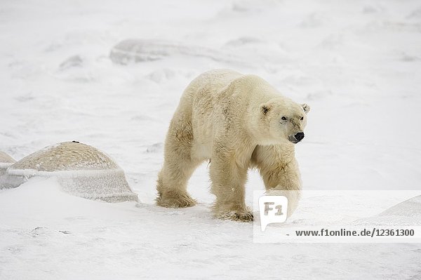 Polar Bear (Ursus maritimus) Wandering Hudson Bay coast waiting for sea ice  Wapusk NP  Cape Churchill  Manitoba  Canada.