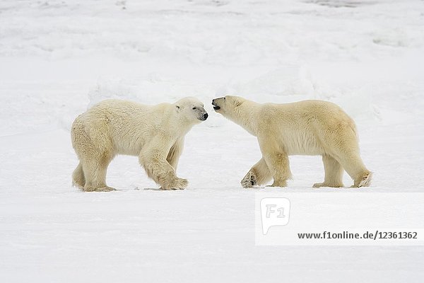 Polar Bear (Ursus maritimus) Sparring pair  Wapusk NP  Cape Churchill  Manitoba  Canada.