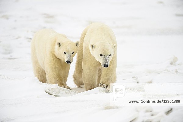 Polar Bear (Ursus maritimus) Yearling cubs with mother close by  Wapusk NP  Cape Churchill  Manitoba  Canada.