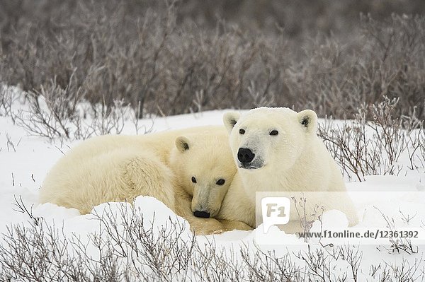 Polar Bear (Ursus maritimus) Mother and yearling cub resting along the Hudson Bay coast  Wapusk NP  Cape Churchill  Manitoba  Canada.