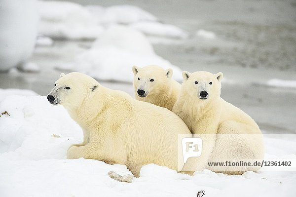 Polar Bear (Ursus maritimus) Mother and yearling cubs resting along the Hudson Bay coast  Wapusk NP  Cape Churchill  Manitoba  Canada.