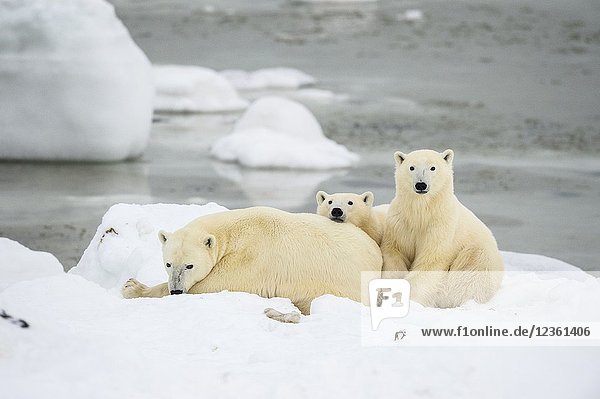 Polar Bear (Ursus maritimus) Mother and yearling cubs resting along the Hudson Bay coast  Wapusk NP  Cape Churchill  Manitoba  Canada.