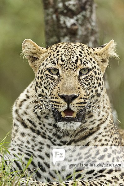 Close portrait of a Leopard. Panthera pardus. Kenia. Africa.