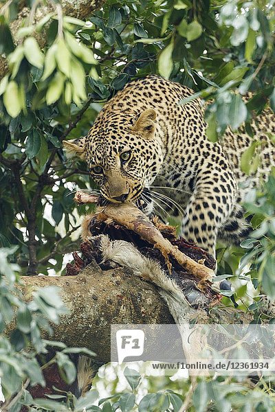 Leopard eating a gacela. Panthera pardus. Kenia. Africa.