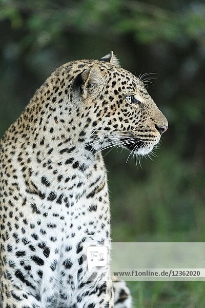 Leopard. Panthera pardus. Kenia. Africa.