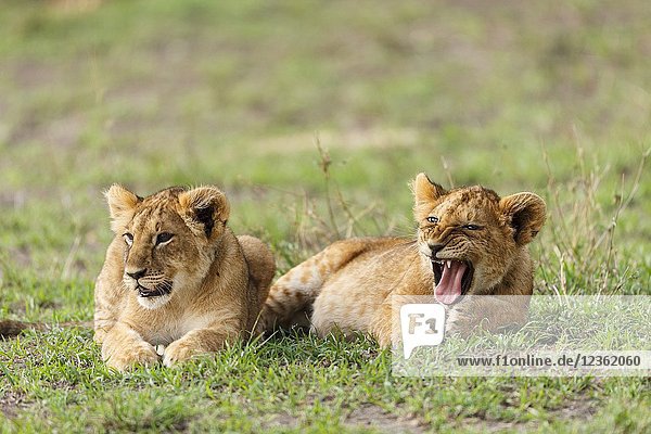 Two Puppy Lion. Panthera Leo. Kenia. Africa.