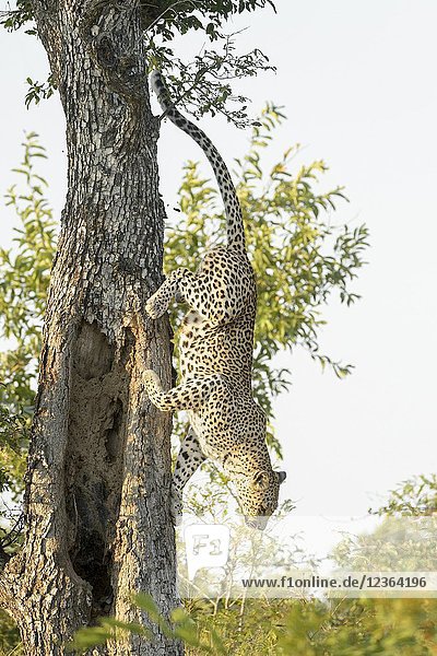 Leopard (Panthera pardus)  coming down from a tree  Kruger national park  South Africa.
