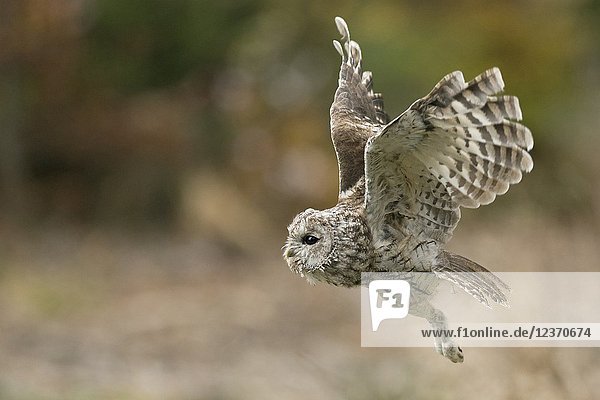 Tawny Owl / Waldkauz ( Strix aluco ) in noiseless flight  flying  hunting  side view  autumn  Europe.