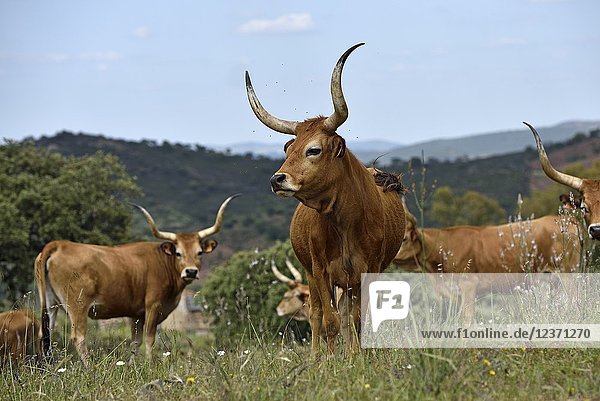 Cachena cattle in meadow near Amareleja  Alentejo region  Portugal  southwertern Europe.