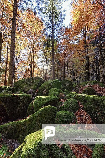 Moss on rocks in the forest of Bagni di Masino during autumn  Valmasino  Valtellina  Sondrio province  Lombardy  Italy.
