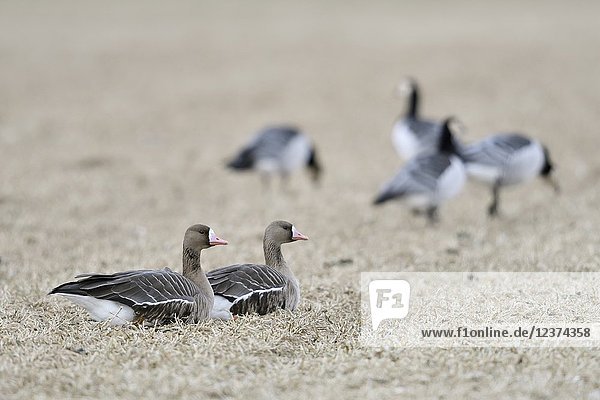 White-fronted Geese ( Anser albifrons )  arctic winter guests  resting on a harvested field with Barnacle Goose in background  wildlife  Europe.