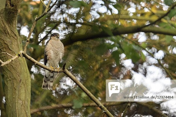 Eurasian Sparrowhawk ( Accipiter nisus )  adult male  perched in a tree  watching attentively  hunting  wildlife  Europe.