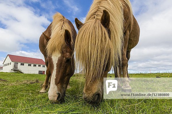 Adult Icelandic horses  Equus ferus caballus  on a farm on the Snæfellsnes Peninsula  Iceland.