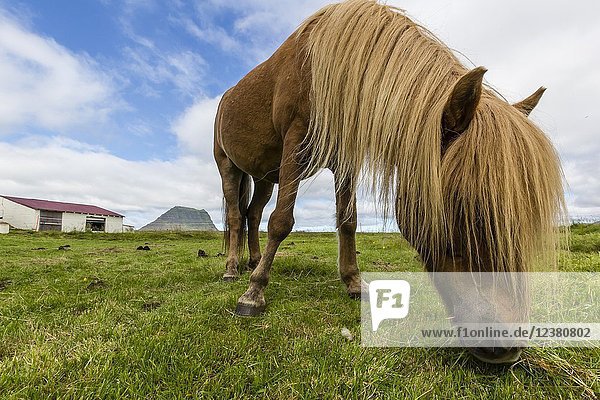 Adult Icelandic horse  Equus ferus caballus  on a farm on the Snæfellsnes Peninsula  Iceland.