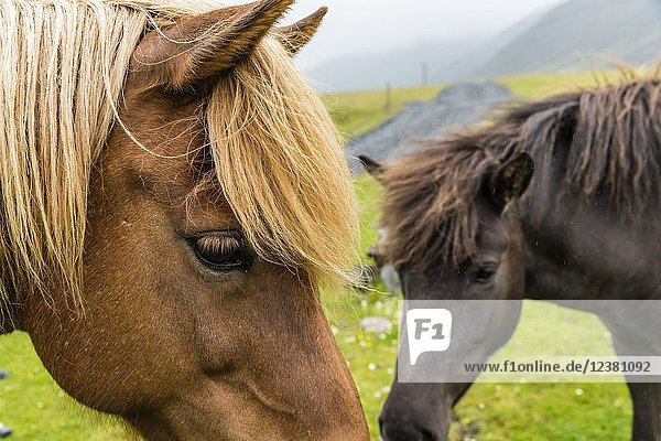 Icelandic horses on a farm on the southeast coast of Iceland.