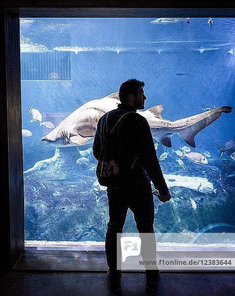 Person in front of an aquarium with a Shark (Selachimorpha)  Sevilla  Spain  Europe