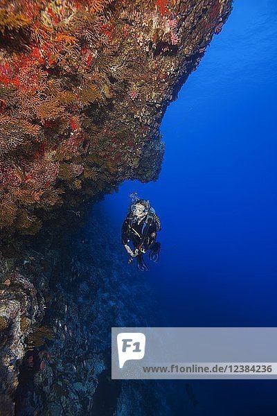 Weibliche Taucherinnen schwimmt an einer mit Korallen bedeckten Wand, Fuvahmulah Insel, Indischer Ozean, Malediven, Asien