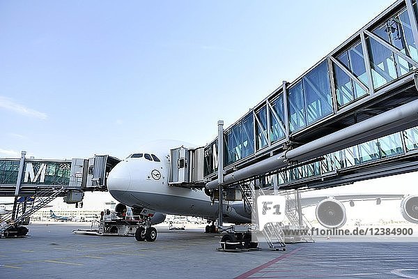 Lufthansa  Airbus  A380-800  mit Fluggastbrücken  in Position  Terminal 2  Flughafen München  Oberbayern  Bayern  Deutschland  Europa