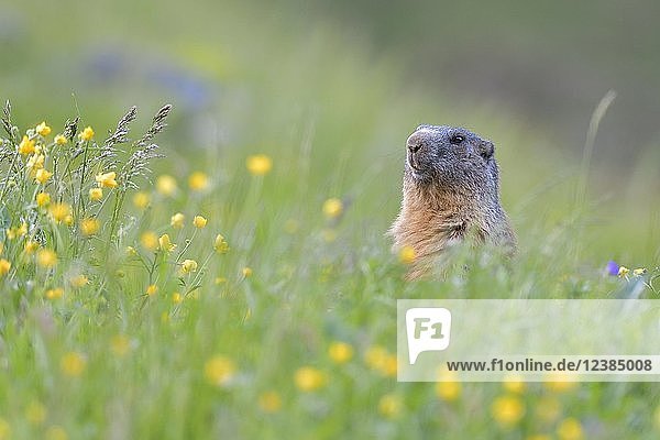 Alpenmurmeltier (Marmota marmota)  aufrecht in blühender Wiese  Tierportrait  Tirol  Österreich  Europa
