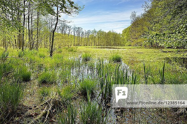Sumpfiger Moorsee im Frühling  Nationalpark Jasmund  Insel Rügen  Mecklenburg-Vorpommern  Deutschland  Europa