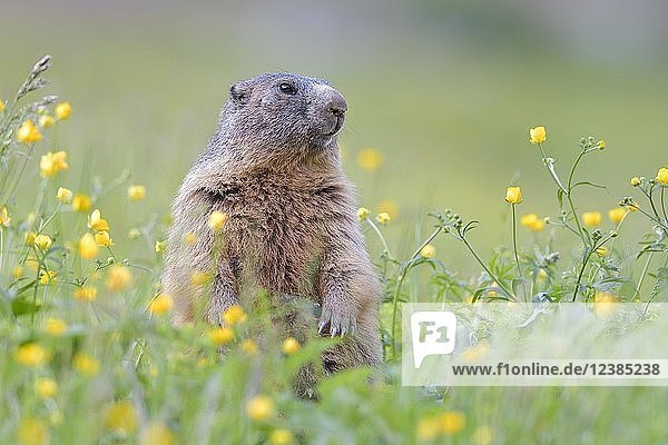 Alpenmurmeltier (Marmota marmota)  aufrecht in blühender Wiese  Tirol  Österreich  Europa