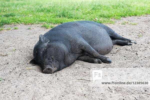 Schwarzes Minischwein  Hängebauchschwein  schläft fröhlich im Sand  Mecklenburg-Vorpommern  Deutschland  Europa