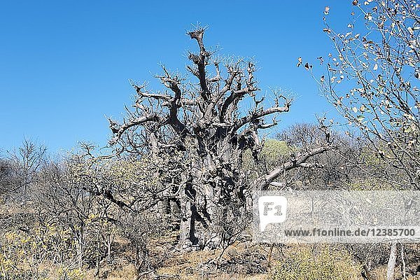 Trockener Afrikanischer Affenbrotbaum (Adansonia digitata)  Kaokoveld  Namibia  Afrika