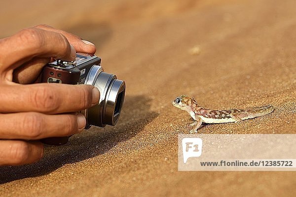 Palmato-Gecko wird fotografiert,  Namib-Wüste bei Swakopmund,  Namibia,  Afrika