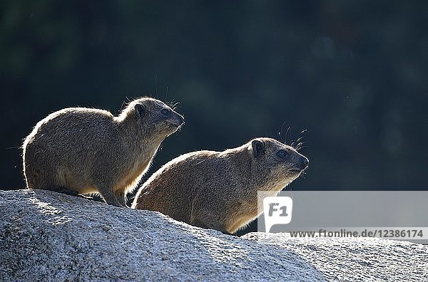 Kap-Hyrax (Procavia capensis)  Junges und altes Tier sitzen auf Felsen gegen das Licht  in Gefangenschaft
