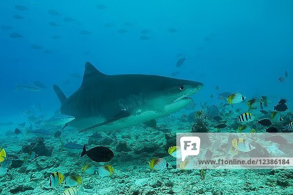Tiger Shark (Galeocerdo cuvier) swim over coral reef  Fuvahmulah atoll  Indian Ocean  Malaysia  Asia
