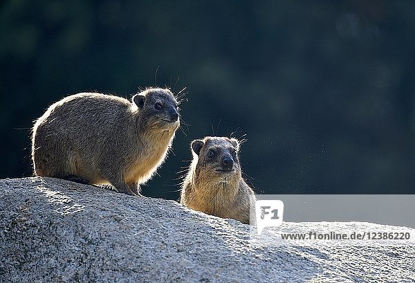 Cape hyrax (Procavia capensis)  young and old animal sit on rocks against light  captive