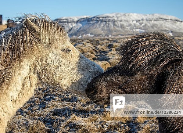 Zwei Islandpferde (Equus islandicus) beschnuppern sich gegenseitig  Tierporträt  Südisland  Island  Europa