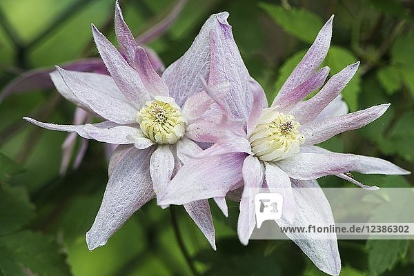 Clematis  Sorte Markham's Pink (Clematis macropetala Markham`s Pink)  Emsland  Niedersachsen  Deutschland  Europa