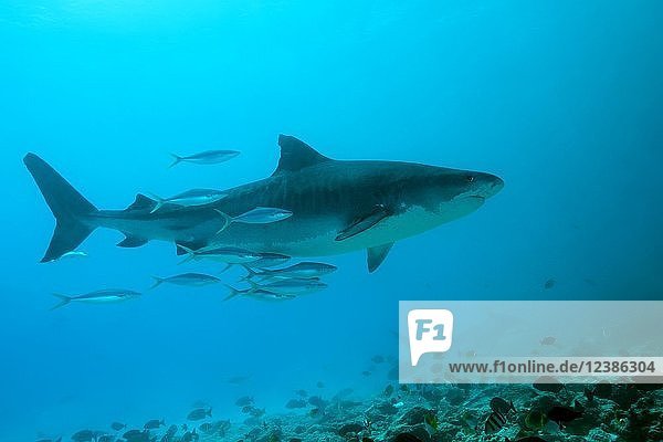 Tiger Shark (Galeocerdo cuvier)  Fuvahmulah atoll  Indian Ocean  Maldives  Asia