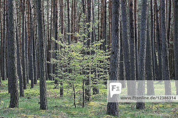 Kleiner Laubbaum zwischen Baumstämmen  Kiefernwald (Pinus sylvestris)  Brandenburg  Deutschland  Europa