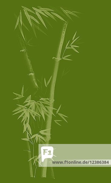 Künstlerisches Design in japanischer Zen-Tuschezeichnung mit Bambusstiel und jungen Blättern Illustration