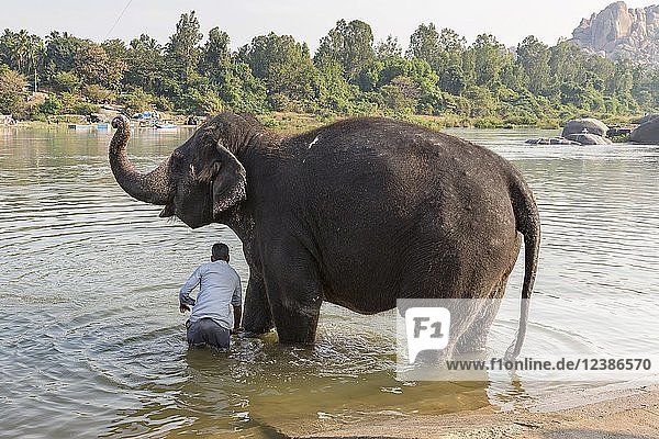 Elefant im Hampi-Tempel wird im Fluss Tungabhadra gewaschen  Hampi  Karnataka  Indien  Asien