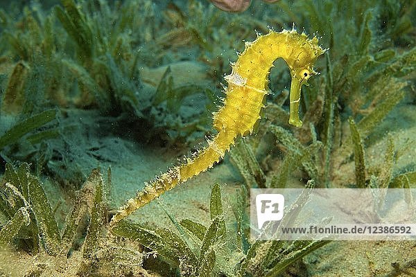 Stacheliges Seepferdchen Hippocampus Jayakari Im Seegrass Marsa Alam Rotes Meer Agypten Afrika