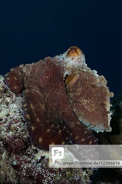 Großer Blauer Oktopus (Octopus cyanea) sitzt auf der Spitze des Riffs  Indischer Ozean  Malediven  Asien