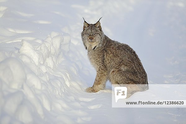 Kanadaluchs (Lynx canadensis) im Winter  sitzend im Schnee  Klondike River  Yukon Territory  Kanada  Nordamerika