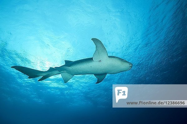 Tawny Nurse Shark (Nebrius ferrugineus) swims in the blue water  Indo-Pacific Ocean  Maldives  Asia