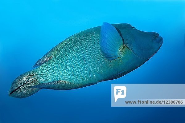 Buckelkopf-Lippfisch oder Napoleonfisch (Cheilinus undulatus) schwimmt im blauen Wasser  Indischer Ozean  Malediven  Asien