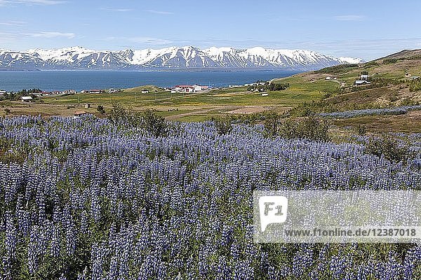Field with Nootka lupins (Lupinus nootkatensis)  in the back Grenivik  the Eyjafördur and snow-covered mountains of the peninsula Tröllaskagi  Northern Iceland