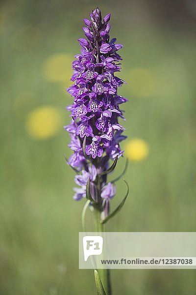 Geflecktes Knabenkraut oder Heidekraut (Dactylorhiza maculata)  Emsland  Niedersachsen  Deutschland  Europa