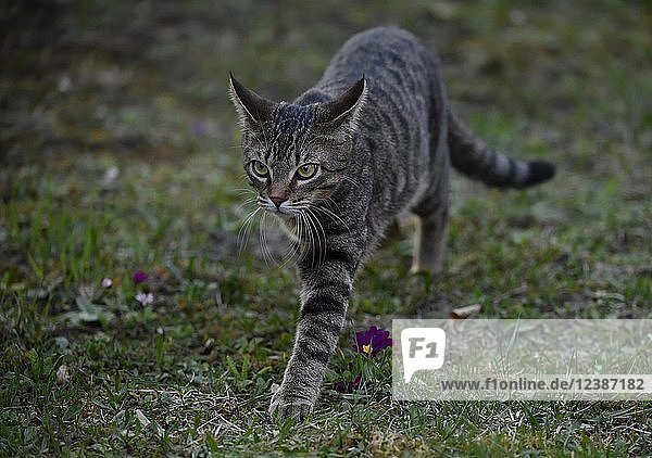 Domestic cat  tabby  kitten 6 months  runs over meadow  Germany  Europe