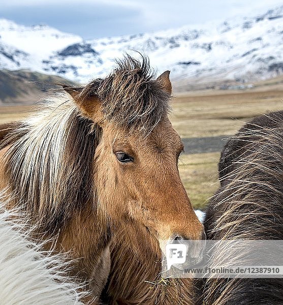 Islandpferd (Equus islandicus)  Tierporträt  Südisland  Island  Europa