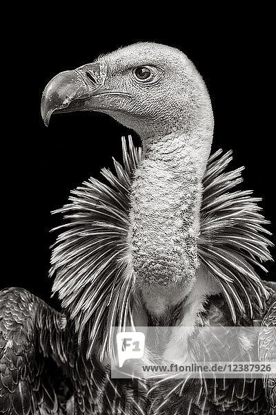 Rüppell's griffon vulture (Gyps rueppellii)  animal portrait  monochrome  France  Europe