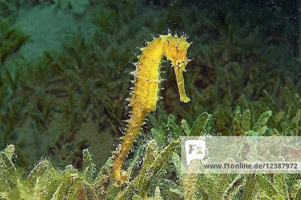 Stacheliges Seepferdchen Hippocampus Jayakari Im Seegrass Marsa Alam Rotes Meer Agypten Afrika